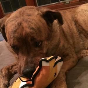 Meet your Posher, Dawn